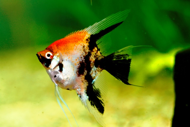 Aquarium Schatzberger GmbH &amp; Co KG